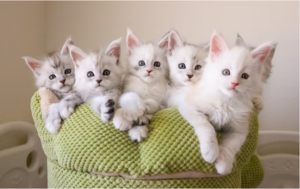 maine coon kittens for sale